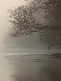 ветви, дерево, река, Туман, берег