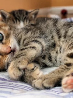 взгляд, глаза, Кошка, кровать, котенок, лежит, полоски