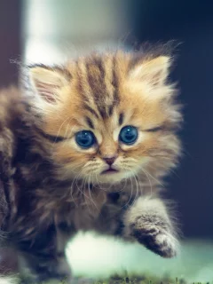 взгляд, кошка, benjamin torode, Daisy, котенок, ben torode