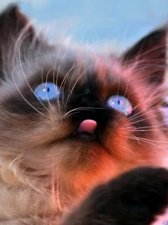 морда, фон, Кошка