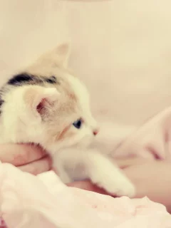 девушка, Котёнок, настроение, нежность