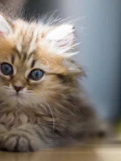Котёнок, daisy, взгляд, c benjamin torode