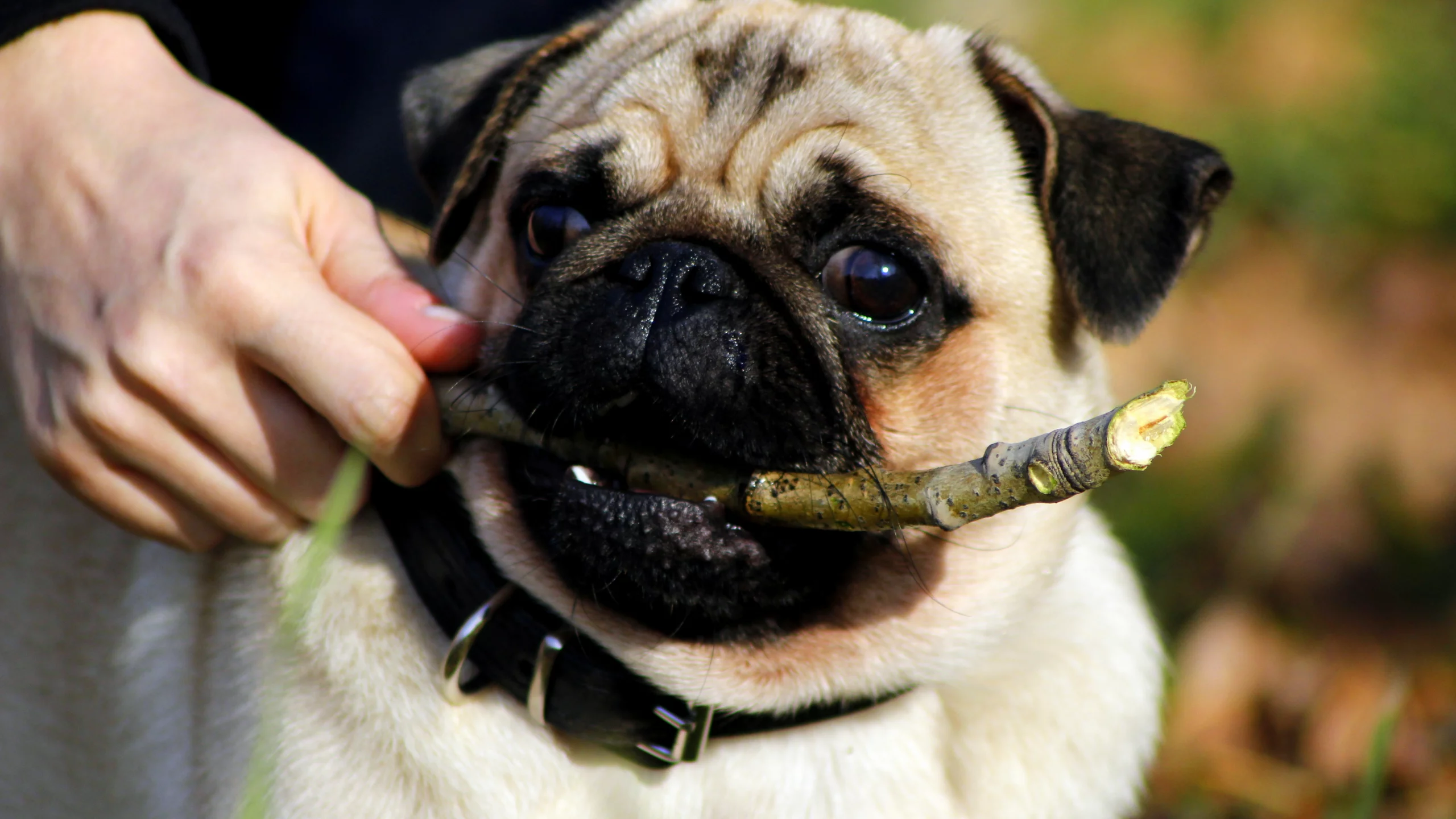 puppy, Мопс, взгляд, pug, щенок, пес, собака