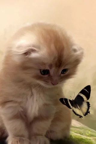 фон, бабочка, Кот, котенок, внимание