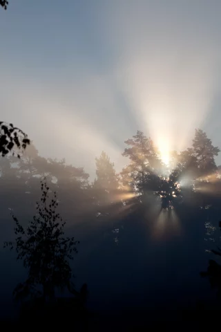 свет, Природа, лучи, утро, деревья