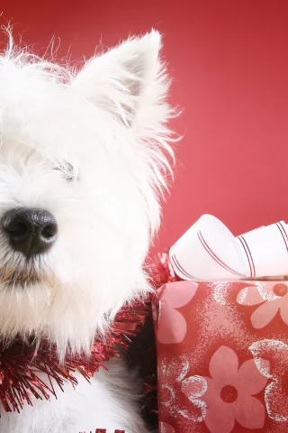 рождество, christmas, Новый год, new year, праздник, шарики