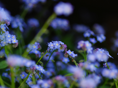 Цветы, полевые, синие, фокус, незабудки