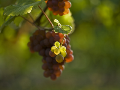 листья, ягода, Виноград, размытость, гроздь