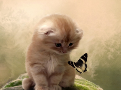 фон, бабочка, Кот, котенок, внимание