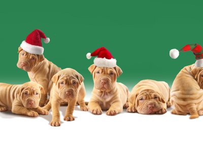Dogs, christmas hats, puppies, shar pei
