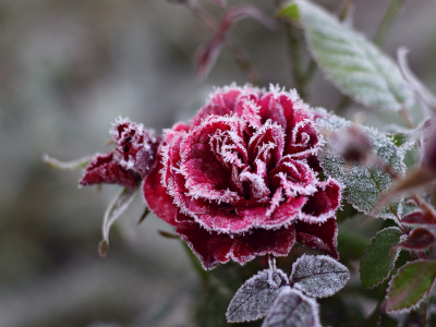 цветок, иней, кристаллы, красная, Роза, холод, мороз