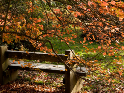 Природа, дерево, скамейка, пейзаж, листья, осень