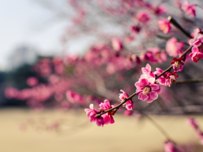 Япония, дерево, цветы, слива, парк, розовые, ветки