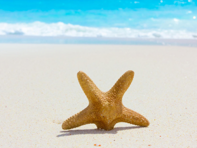 starfish, Nature, sea, sand, beach, summer, лето, природа, море, пляж