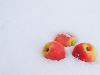 снег, яблоки, Зима, мороз