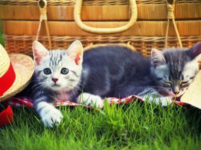 Cats, трава, шапка, котенок, picnic, grass, kitten, hat, пикник, кошки