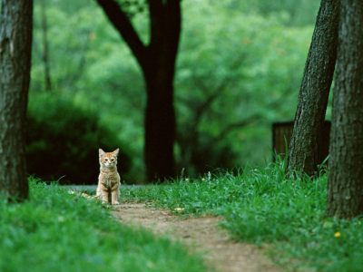 кот, деревья, Cat, кошка, лес, сидит, рыжий, котенок