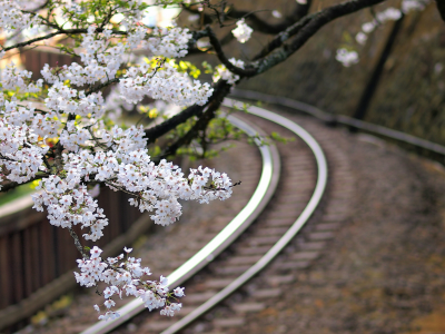 сакура, Япония, дерево, железная дорога, цветы, ветки