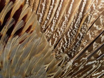 animal texture, Текстура, перья экзотической птицы