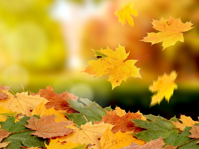 ворох, Осень, листва, падение