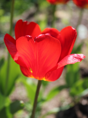 Весна, тюльпан