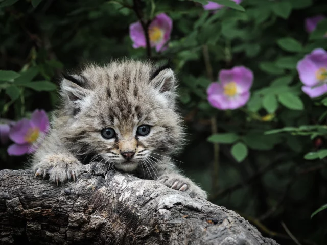 котенок, глаза, Кот, серый, когти, охота, каминь, фон