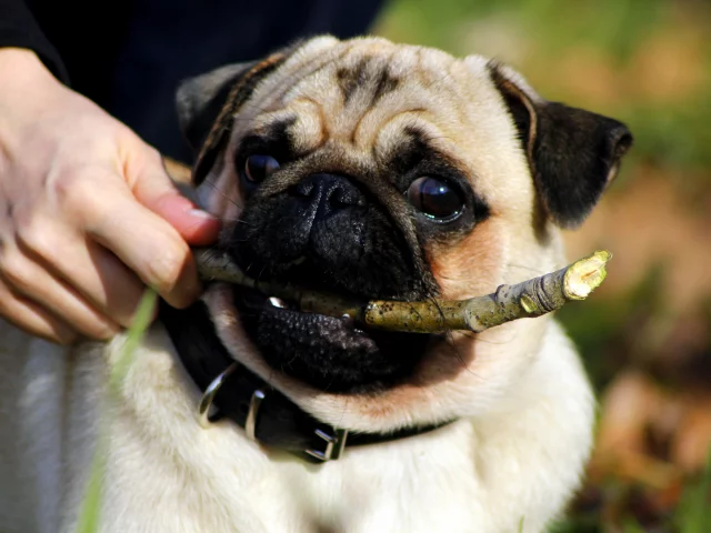 puppy, Мопс, взгляд, pug, щенок, пес, собака