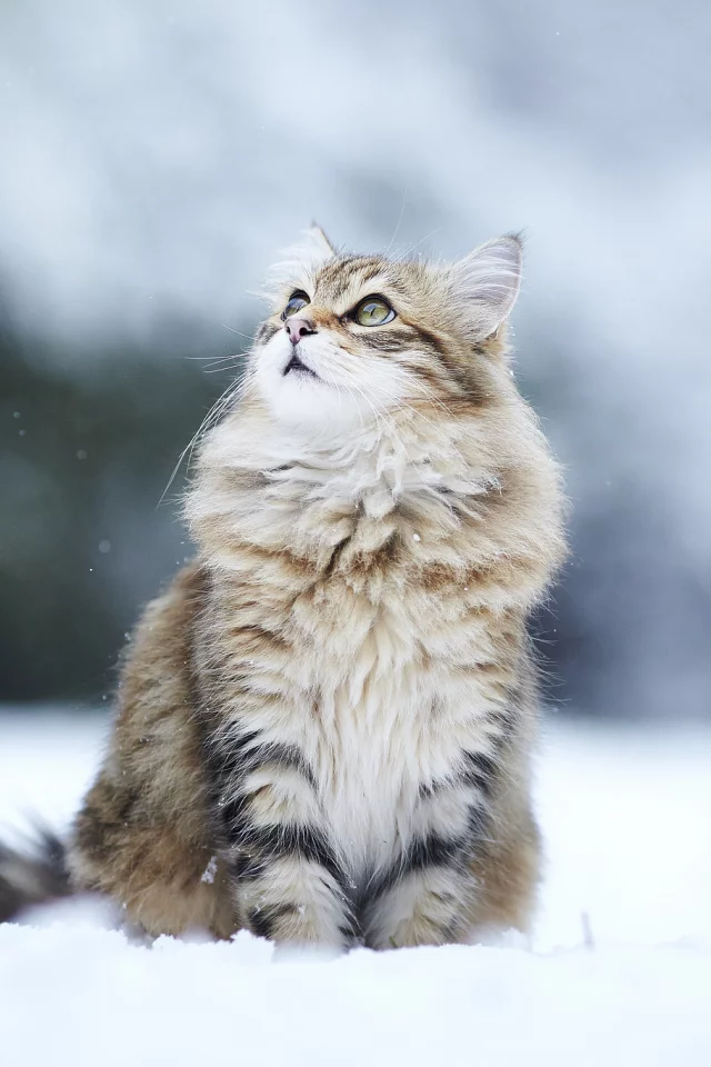 kitty, снег, кошка, зима, Cat, пушистая, взгляд, winter, snow