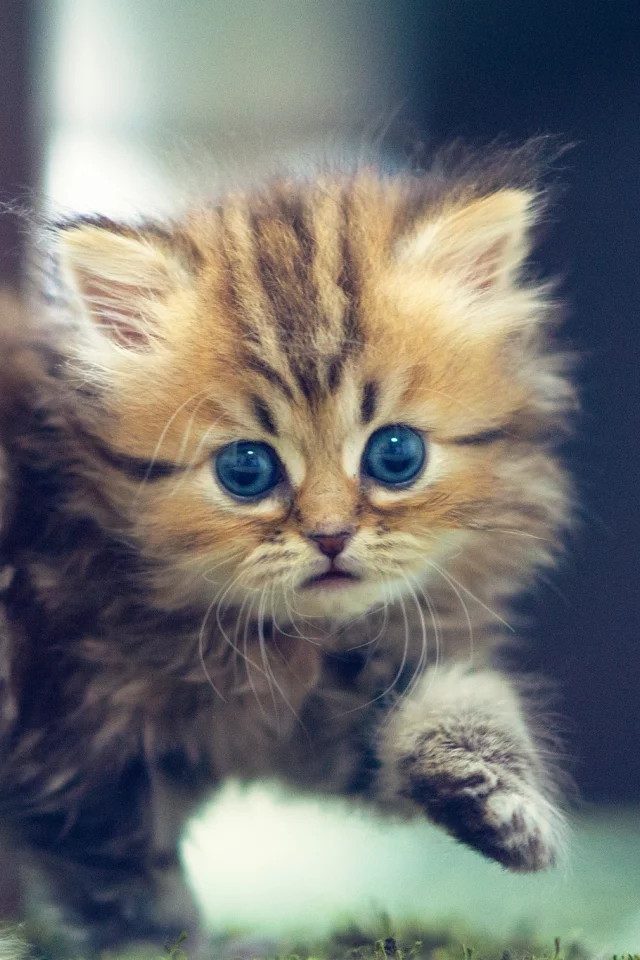 взгляд, кошка, benjamin torode, Daisy, котенок, ben torode