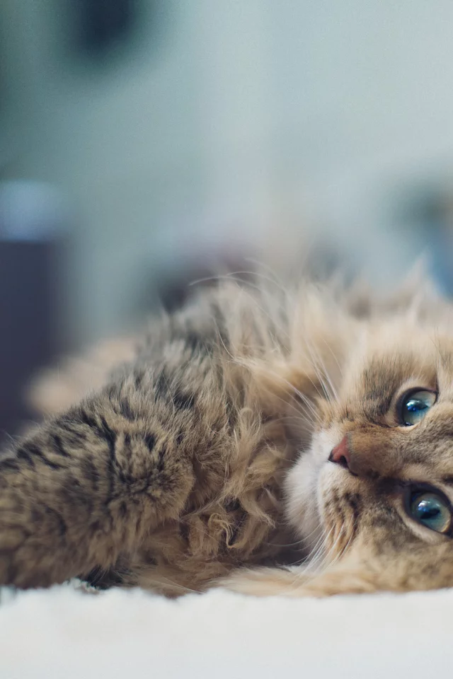 Daisy, benjamin torode, лежа, кошка, ben torode