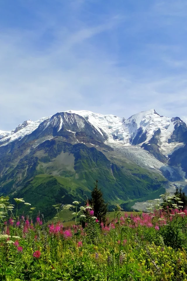 луг, Mont blanc, цветы, монблан, природа, альпы, alps, горы