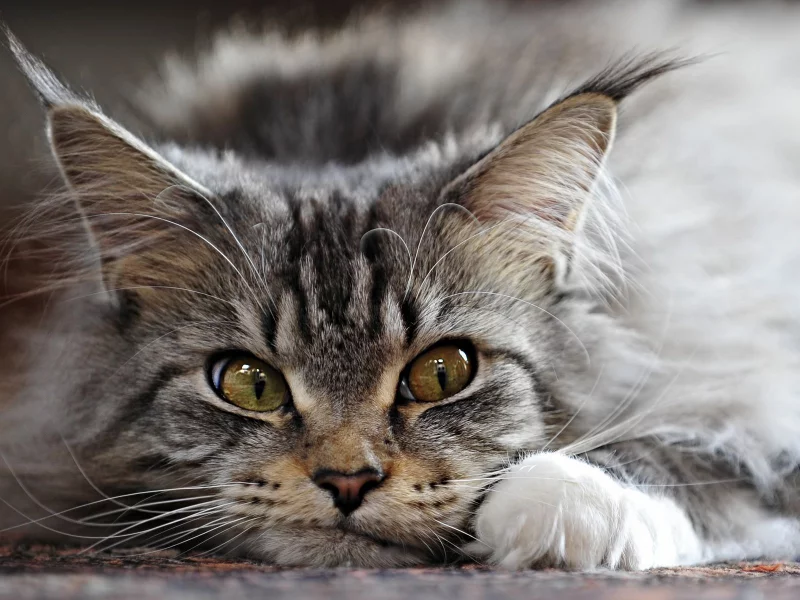 Кот, серый, кисточки, ушки