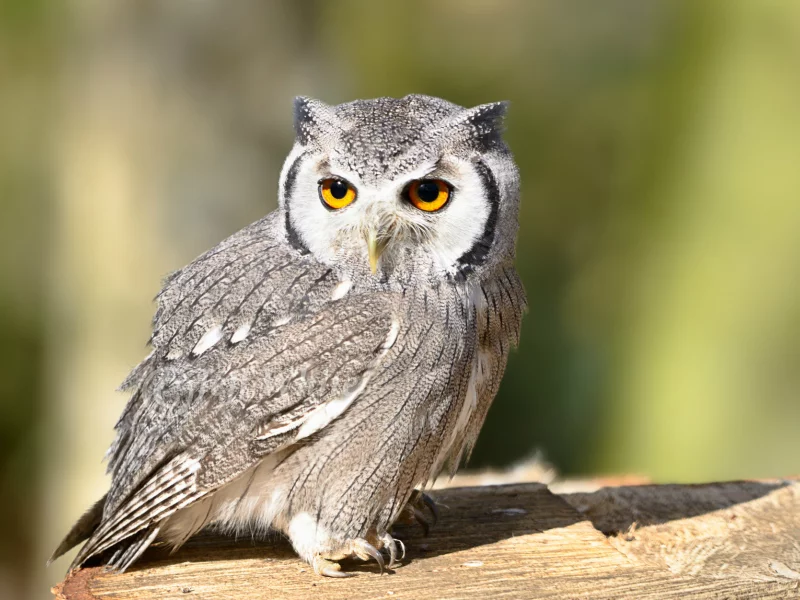 owl, look, взгляд, Сова, птица, bird