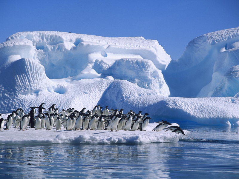 antarctica, sea, Adelie penguin, ice
