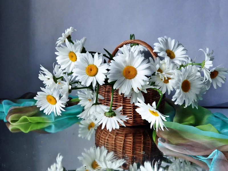 букет, цветок, цветы, Ромашки, красивые, полевые