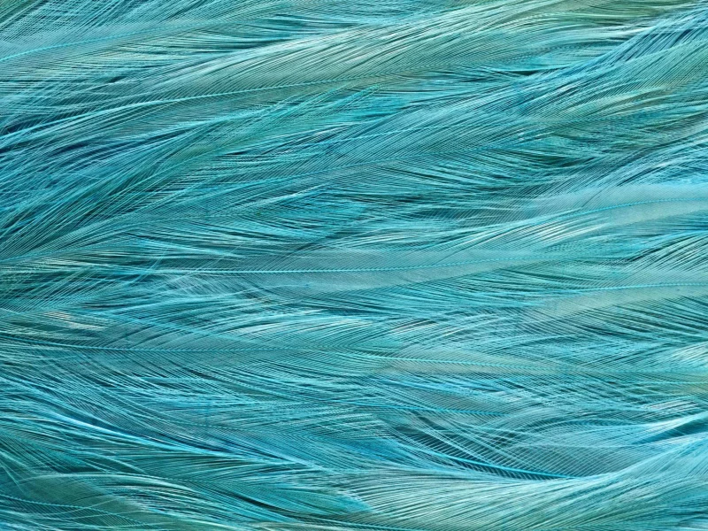 Текстура, animal texture, перья экзотической птицы