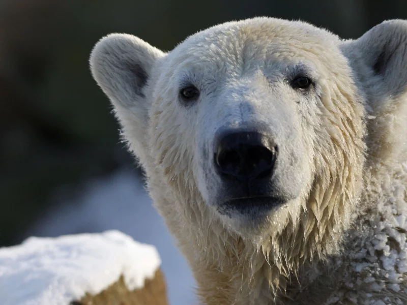 Белый медведь, взгляд, polar bear