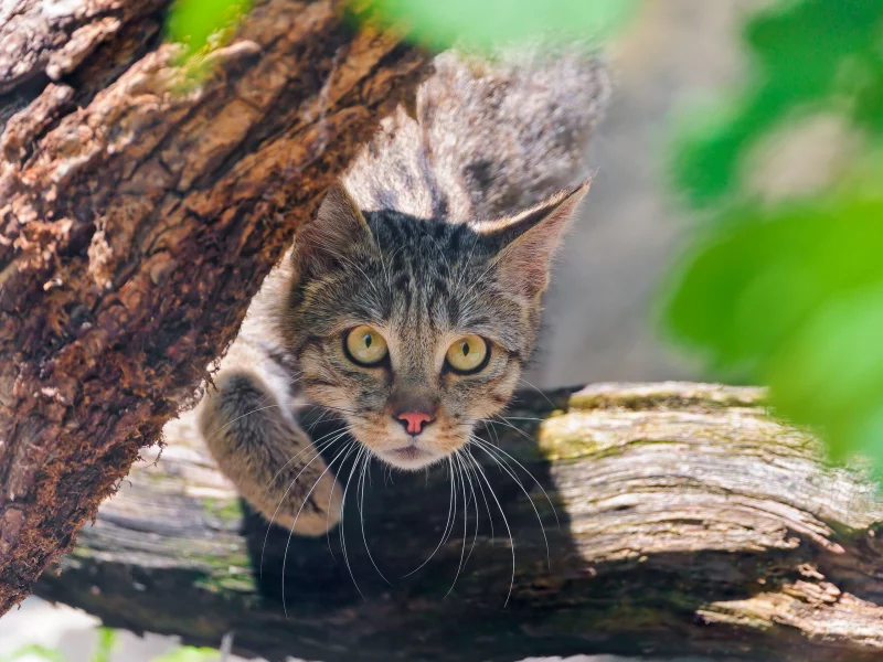 взгляд, Wild cat, морда, дикая кошка