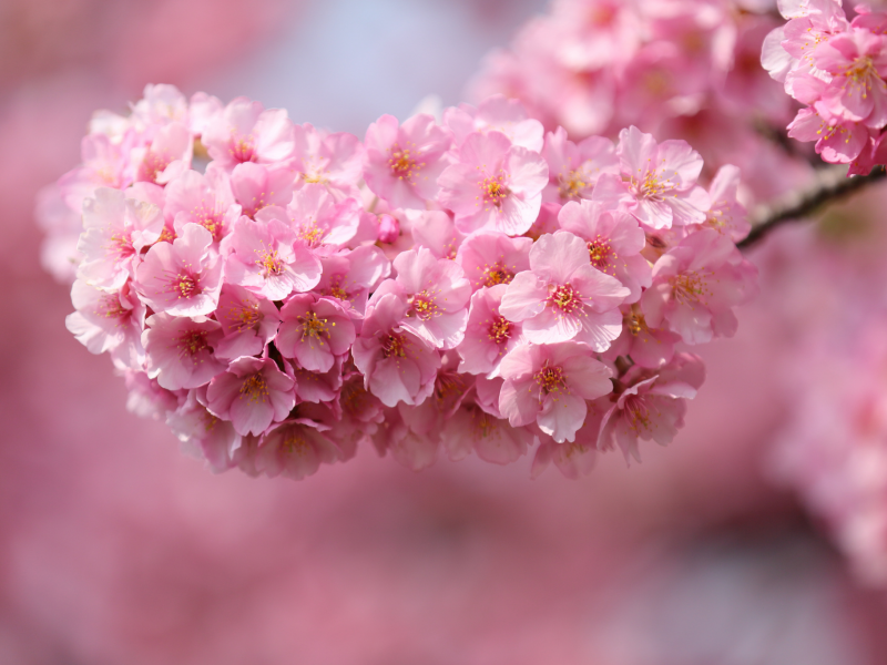 Япония, розовые, веточка, сакура, цветы, вишня, дерево