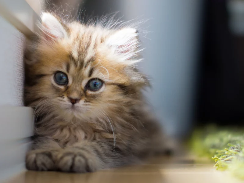 Котёнок, daisy, взгляд, c benjamin torode