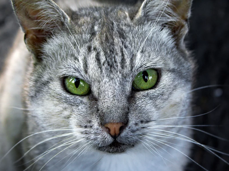 глаза, зеленые, серая, Кошка