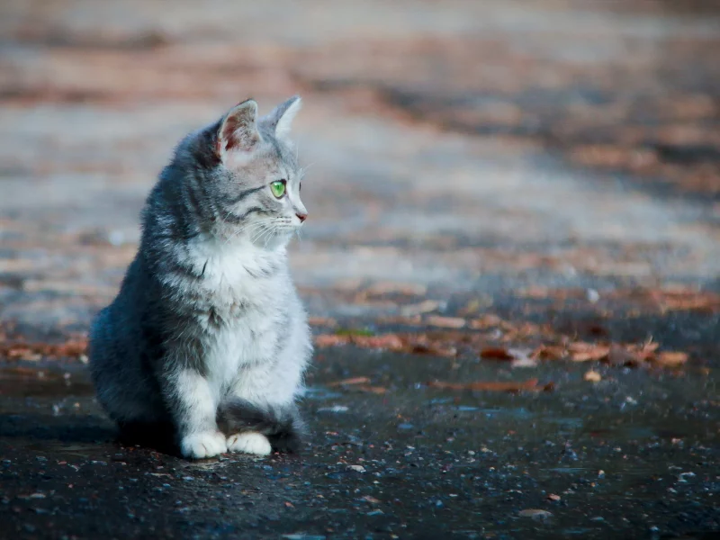 улица, Кошка, фон