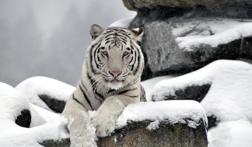 камни, Тигр, хищник, морда, waite tiger, снег, белый
