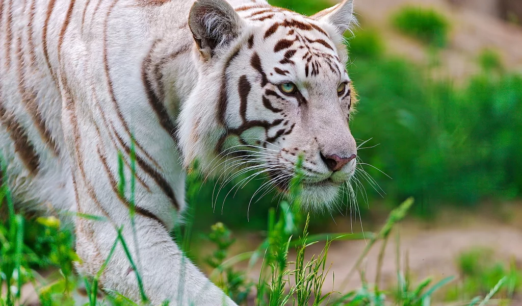 крадётся, Тигр, waite tiger, белый, морда, хищник