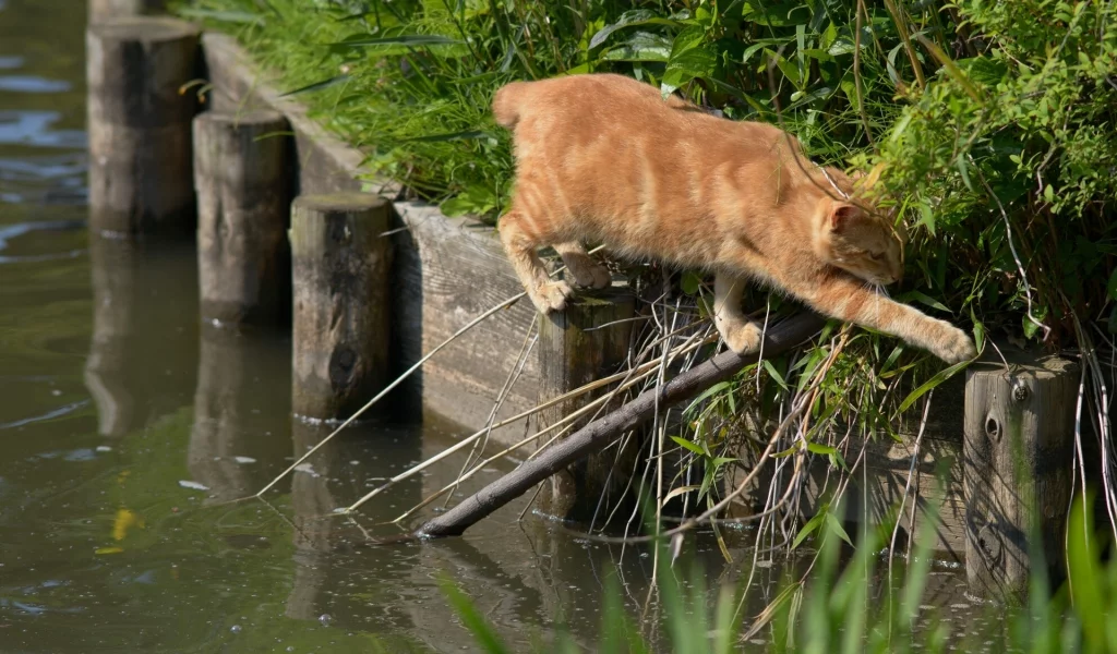 переход, вода, ситуация, Рыжий кот