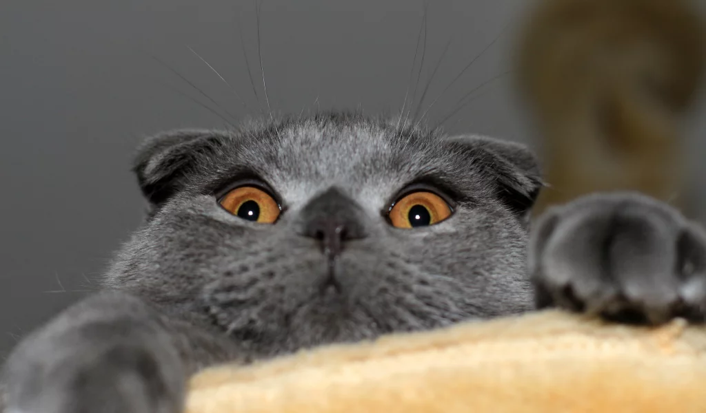 кошка, шотландская вислоухая, котэ, Кот, скотиш фолд