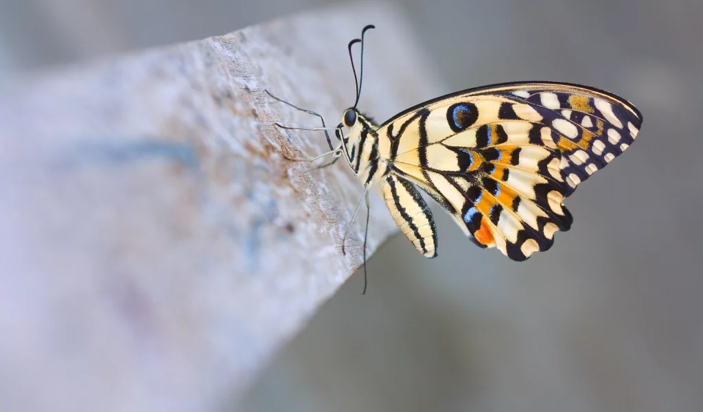 лимонный парусник демолей, макро, бабочка, Lime butterfly