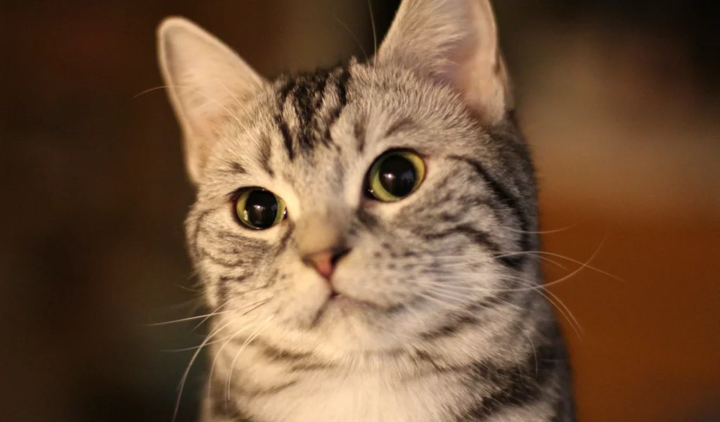 cute, cat, play