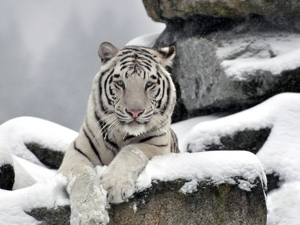 камни, Тигр, хищник, морда, waite tiger, снег, белый