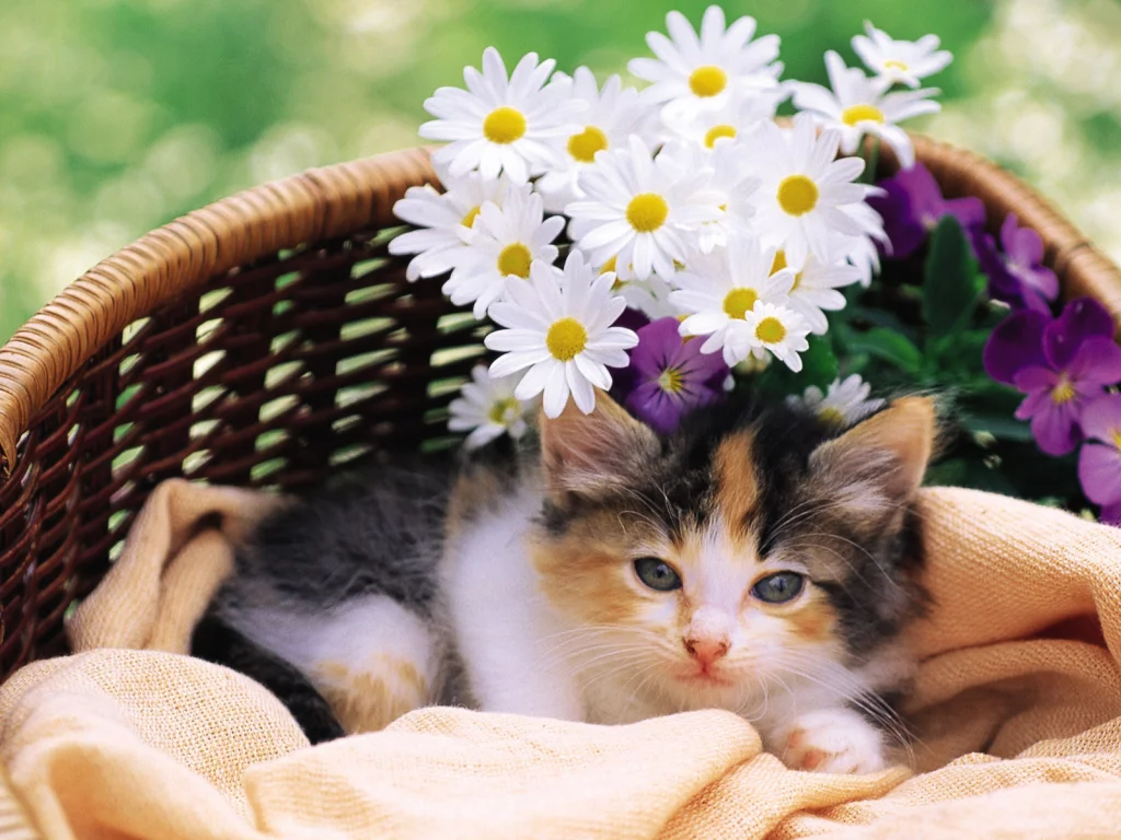 cat, киска, кошка, цветы, кот, котэ, Котенок